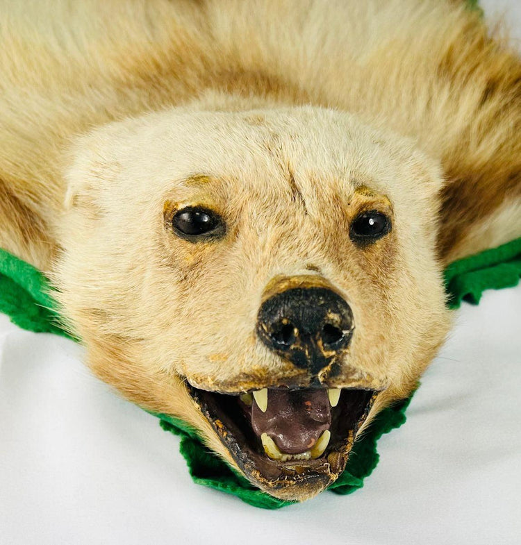 Close-up side profile of early 20th-century wolverine taxidermy rug head, showing preserved facial details, glass eyes, and green felt border – Relic and Rarity.