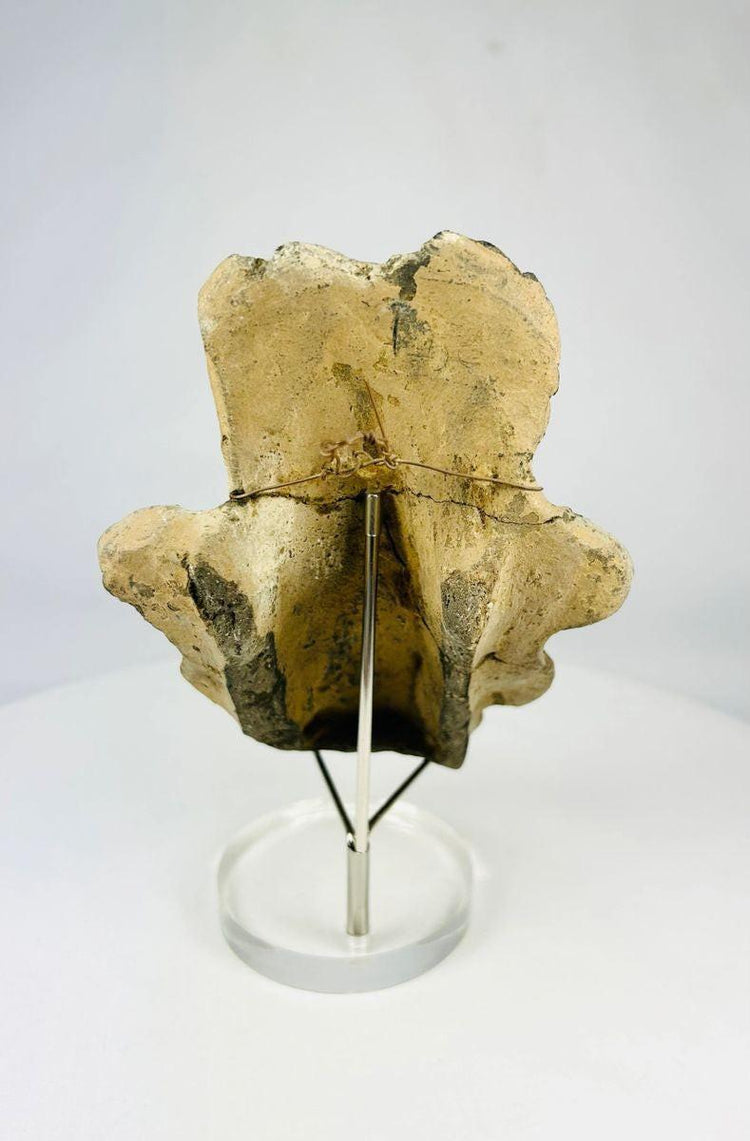 Back view of a Pre-Columbian Veracruz dual-figure sculpture