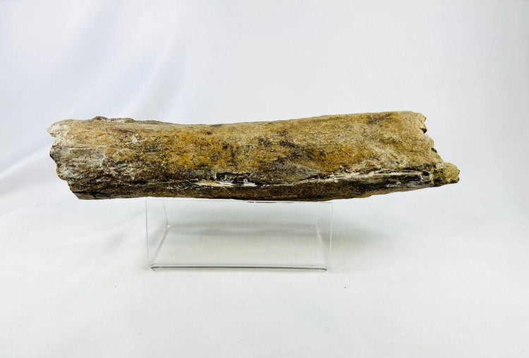 Cretaceous theropod dinosaur fossil bone — lateral view revealing natural coloration and fossil structure, Wyoming, USA
