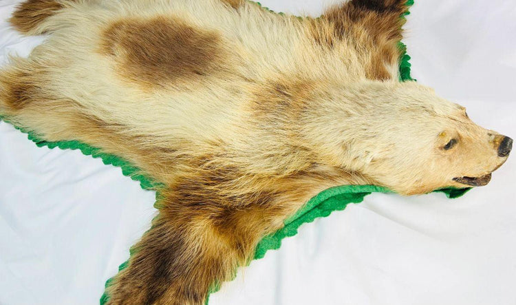 Side view of early 20th-century wolverine taxidermy rug from Northern North America, showing preserved fur pattern, head profile, and green felt edging – Relic and Rarity.