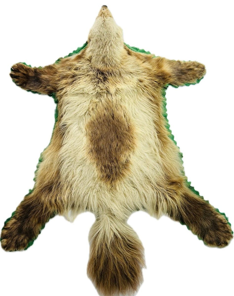 Rare early 20th-century wolverine taxidermy rug displayed flat on white background, showing preserved fur texture, tail, and full hide details – Relic and Rarity.
