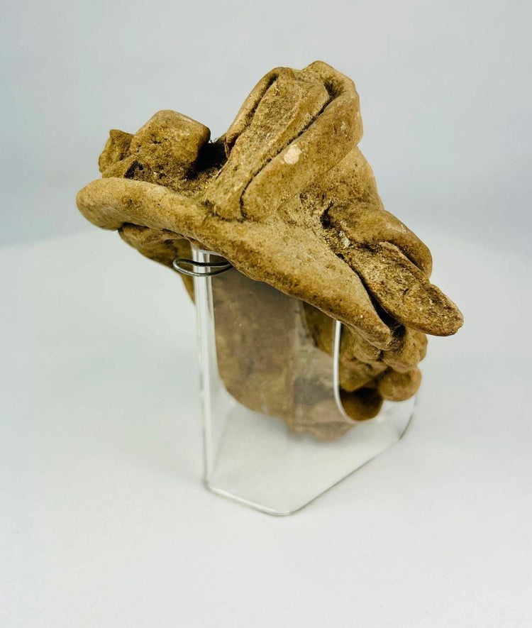 Pre-Columbian terracotta sculpture head, angled view showing expressive open mouth