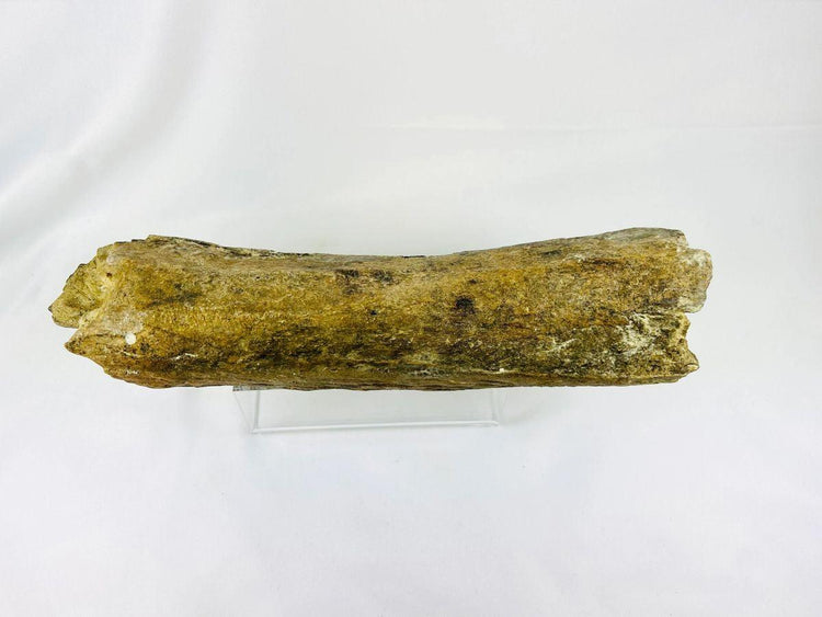 Fossilized theropod raptor-type dinosaur bone from Wyoming, Cretaceous Period — side profile showing mineralized surface