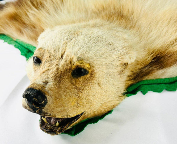 Close-up side profile of early 20th-century wolverine taxidermy rug head, showing preserved facial details, glass eyes, and green felt border – Relic and Rarity.