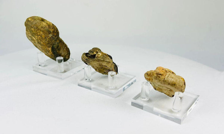 Collection of fossilized trilobites dating to 400–359 million years ago