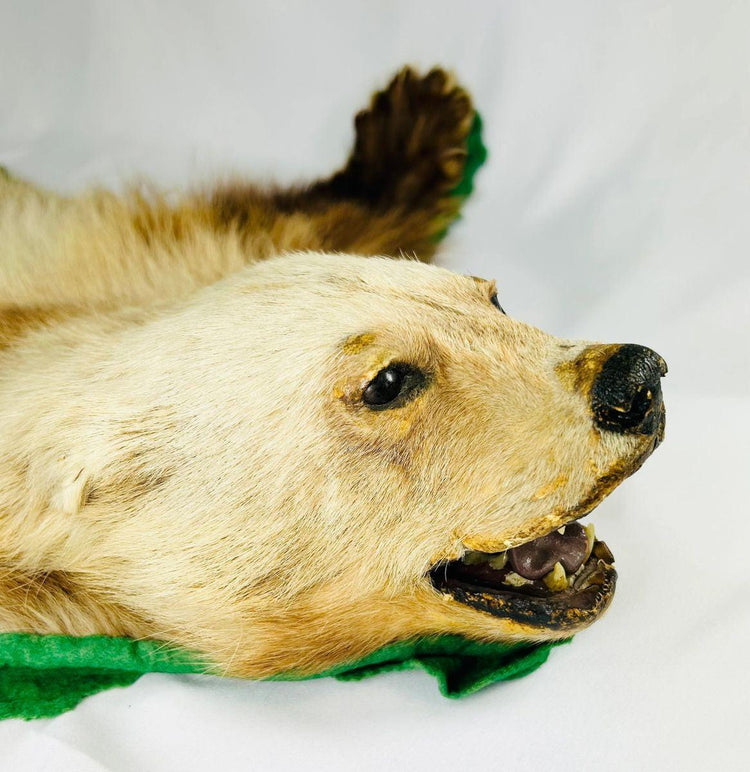 Close-up of rare early 20th-century wolverine taxidermy rug head, showing preserved glass eyes, open mouth, and detailed fur coloration – Relic and Rarity.