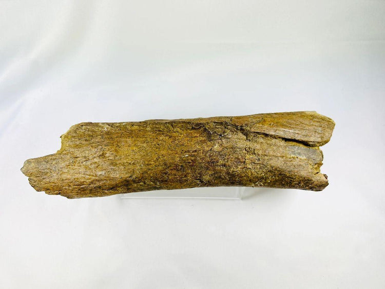 Fossilized dinosaur bone fragment with mineralized texture and age patina, Cretaceous Period, Wyoming fossil specimen