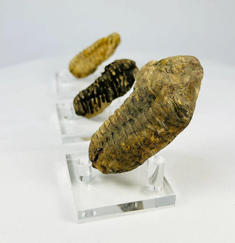 Preserved trilobite specimen illustrating early marine arthropod anatomy