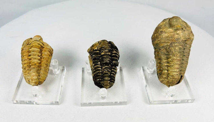 Devonian trilobite fossil displaying classic three-lobed body structure