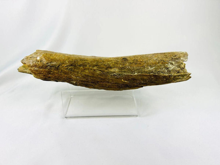 Ancient raptor-type dinosaur bone fossil, 11-inch specimen from Wyoming’s Cretaceous deposits — museum-quality preservation