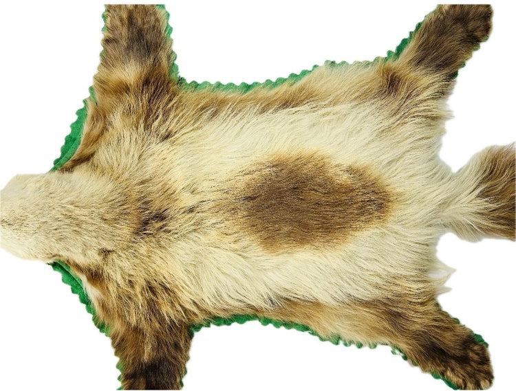 Full view of rare early 20th-century wolverine taxidermy rug from Northern North America, showing preserved hide, fur pattern, and felt backing – Relic and Rarity.