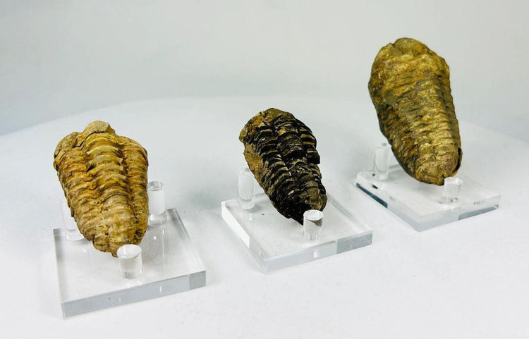 Ancient marine trilobite fossil embedded in stone matrix