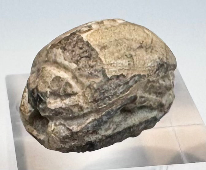 Opposite side view of cream-colored Late New Kingdom Egyptian faience scarab