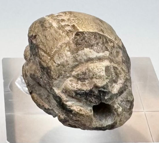 Front view of cream-colored Egyptian scarab showing carved head and body details