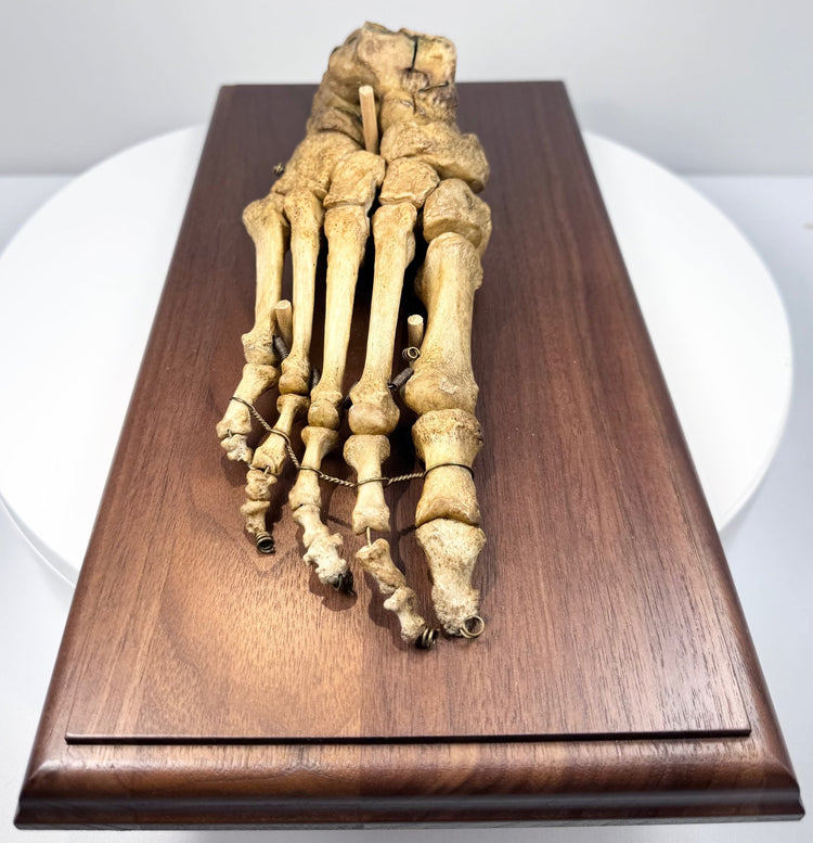 Top view of antique articulated human foot skeleton displaying detailed bone structure and natural aged patina
