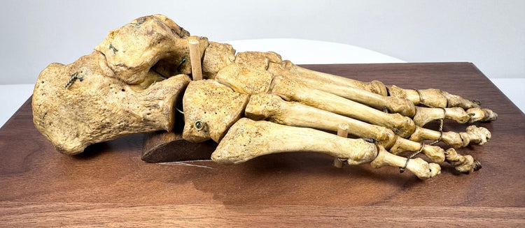 Three-quarter view of antique human foot skeleton with articulated phalanges, metatarsals, tarsals and heel bone