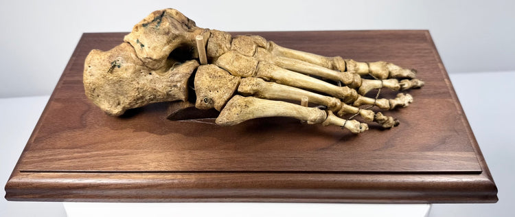 Side view of 19th century human foot skeleton showing articulated toe, metatarsal, tarsal and heel bones