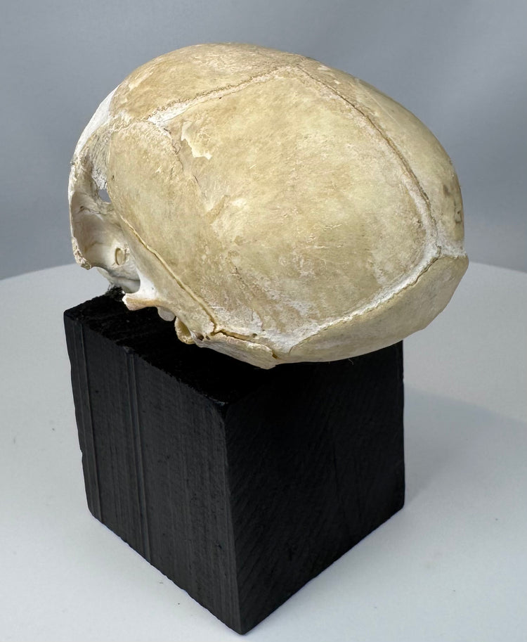 Cabinet of curiosities monkey skull with visible sutures, aged patina, and educational anatomical appeal.