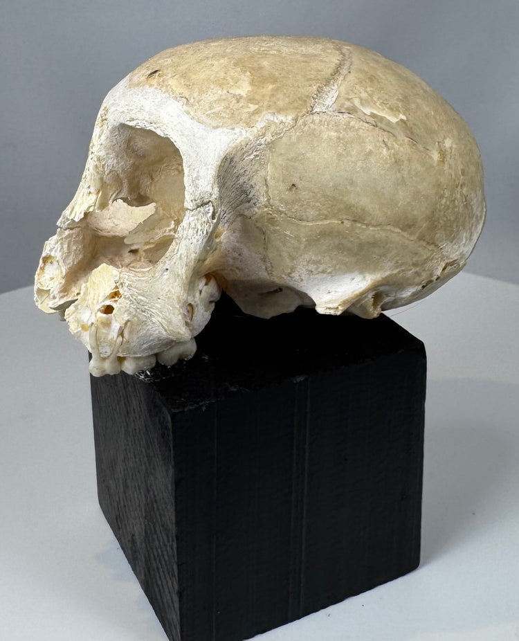 Anatomical monkey skull with exposed cranial cavity structures and partially preserved dentition.