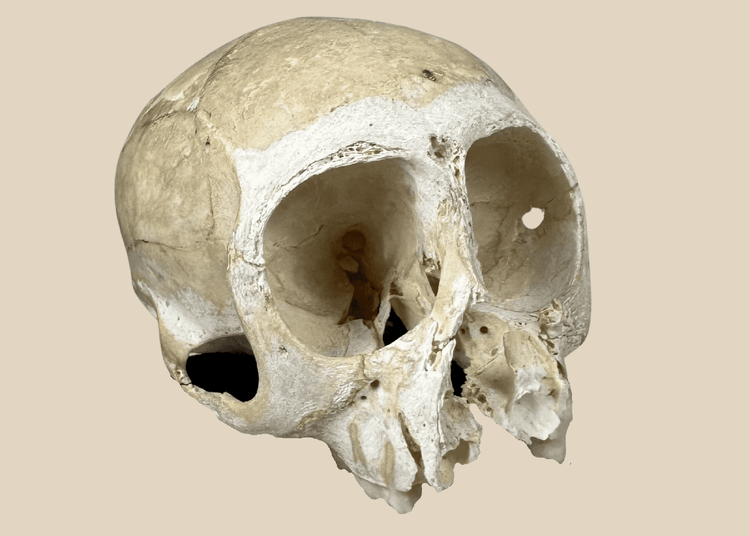 Small primate skull osteological specimen mounted on a custom display base with visible cranial sutures and preserved teeth.
