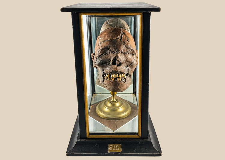 Frontal view of antique sideshow mummy head display case with FIC plaque
