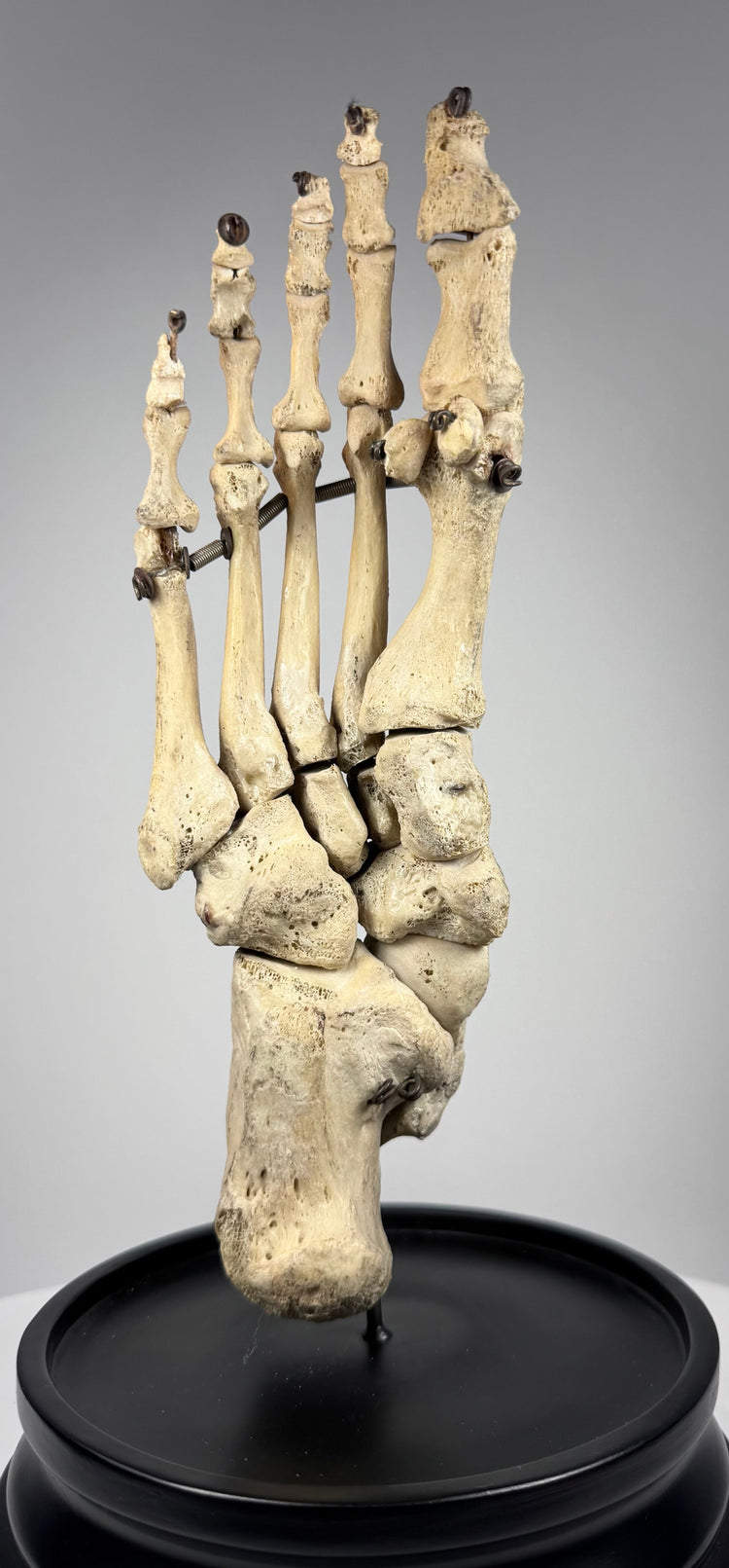 Adam, Rouilly & Co. articulated human foot skeleton used for medical anatomy education and scientific study
