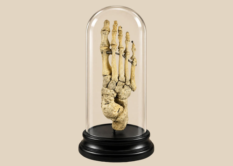 Antique human foot skeleton under glass dome by Adam, Rouilly & Co., London, early 20th century medical teaching specimen