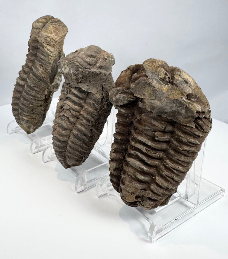 Three Paleozoic trilobite fossils displayed at an angled side view