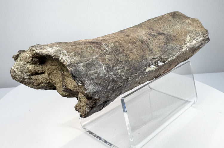 Long fossil bone fragment with a gently curved outline and rough edges.