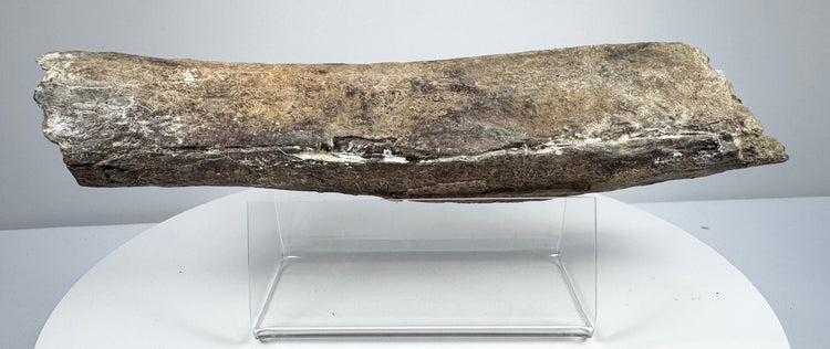 Elongated bone fossil with shallow ridges and cracks along its surface.
