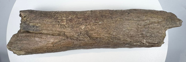 Textured fossil bone fragment with a narrow middle and broader broken ends.