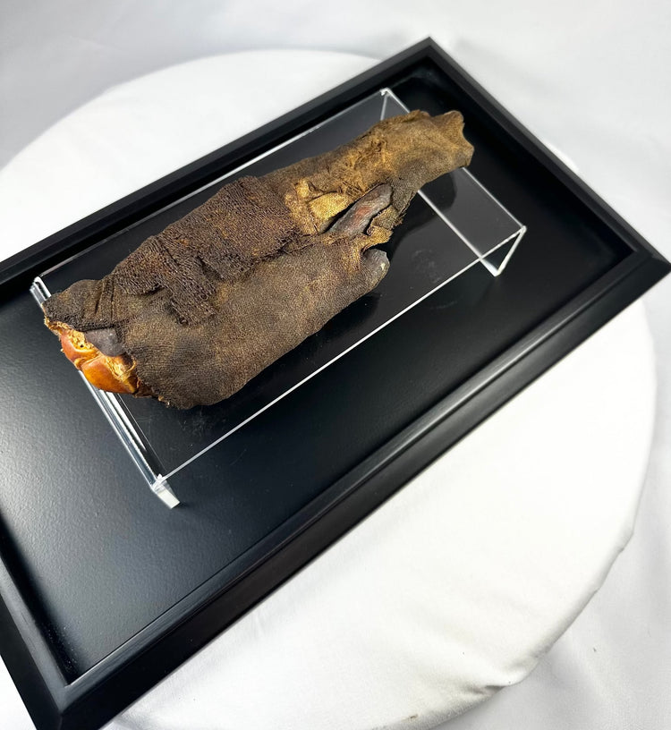 Close-up of authentic ancient Egyptian mummified hand, revealing detailed preservation of desiccated tissue, natural resin, and linen fibers from the Ptolemaic Period.