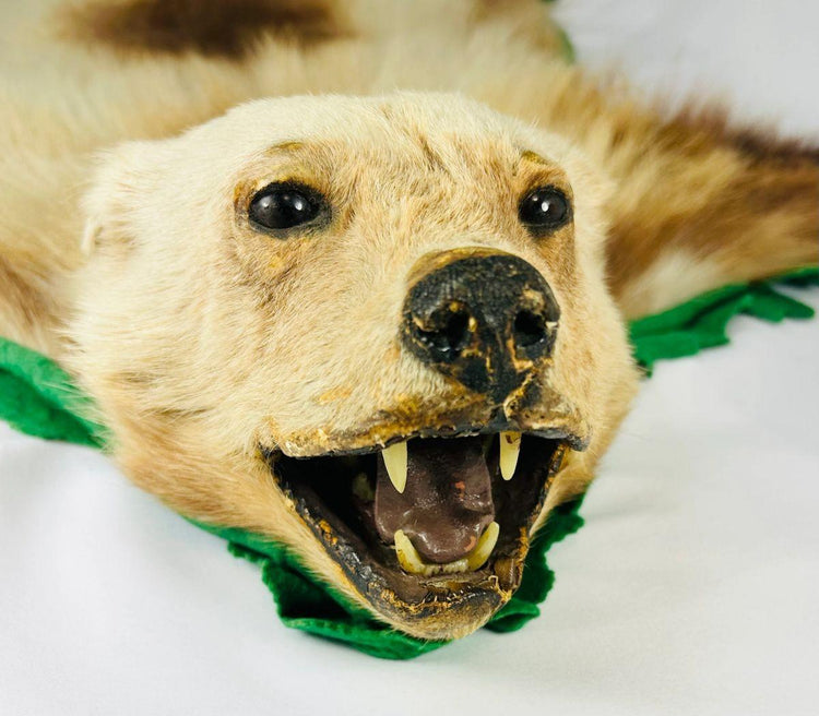 Vintage taxidermy wolverine rug from Northern North America with snarling head, glass eyes, preserved claws and teeth, buff head and limbs with dark back saddle, mounted on green felt backing with scalloped edges, circa 1920s–1940s.
