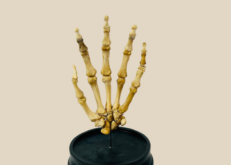 Fully articulated early 20th century human hand skeleton, mounted on hardwood base under glass dome, prepared by Adam, Rouilly & Co., London, for medical and educational use