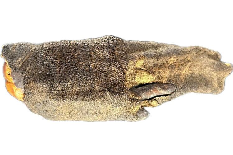 Close-up of authentic ancient Egyptian mummified hand, revealing detailed preservation of desiccated tissue, natural resin, and linen fibers from the Ptolemaic Period.