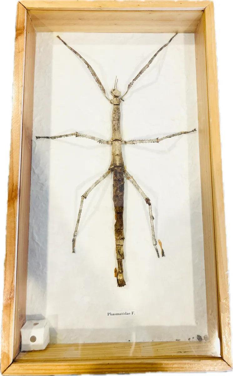 20th century framed stick insect specimen with natural camouflage, preserved Phasmatidae insect in wood and glass scientific display case