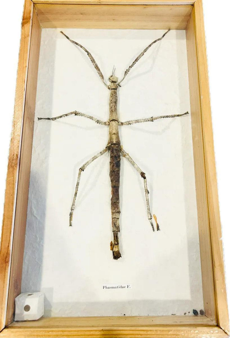 Framed Southeast Asian stick insect specimen (Phasmatidae) mounted in a wooden glass-front case with paper backing, photographed on a white background.
