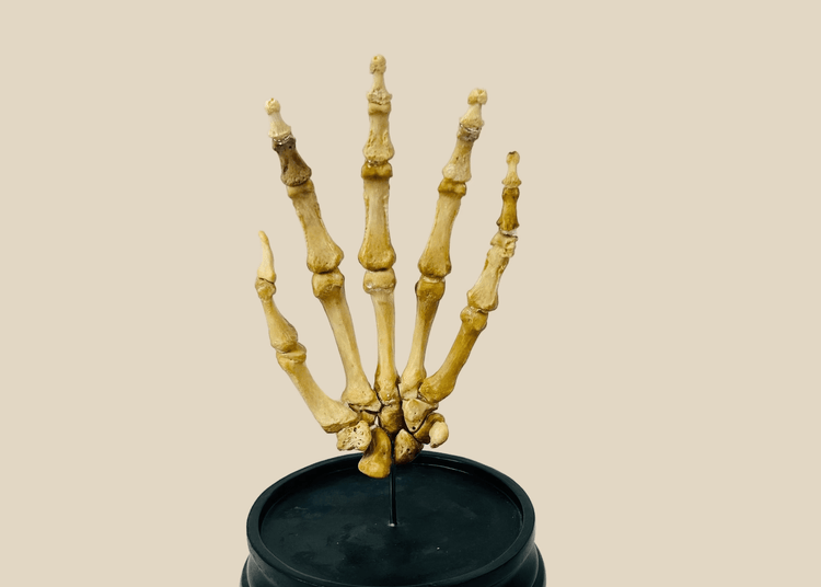 Fully articulated early 20th century human hand skeleton, mounted on hardwood base under glass dome, prepared by Adam, Rouilly & Co., London, for medical and educational use