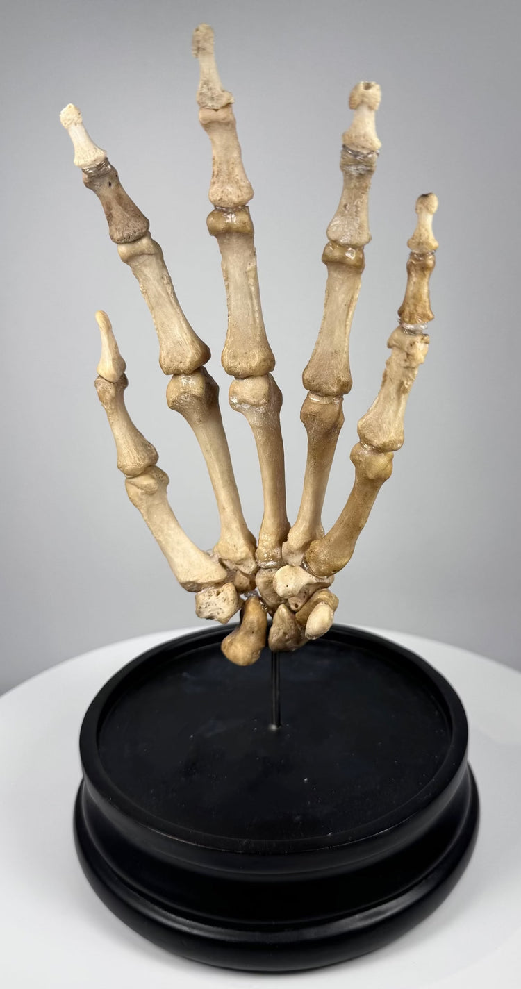 Side view of articulated human hand skeleton showing phalanges, metacarpals and carpal bones, circa 1900–1930