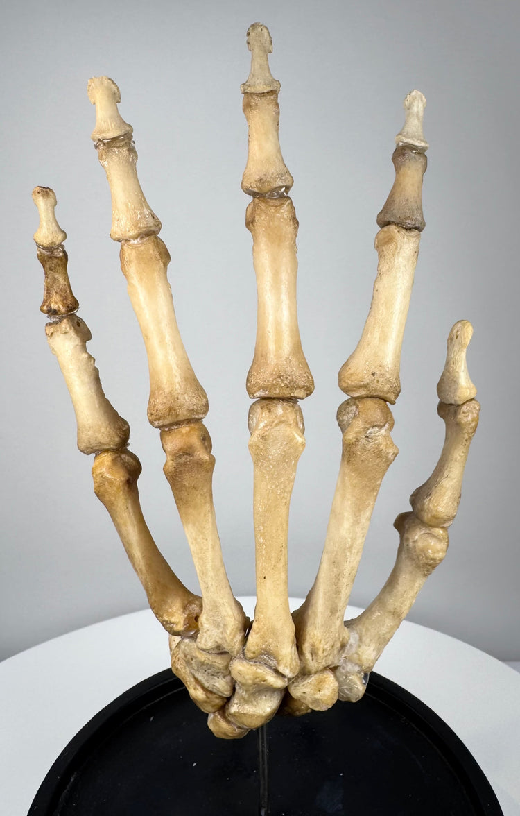 Detailed view of antique human hand skeleton showing natural bone patina and original articulation wiring