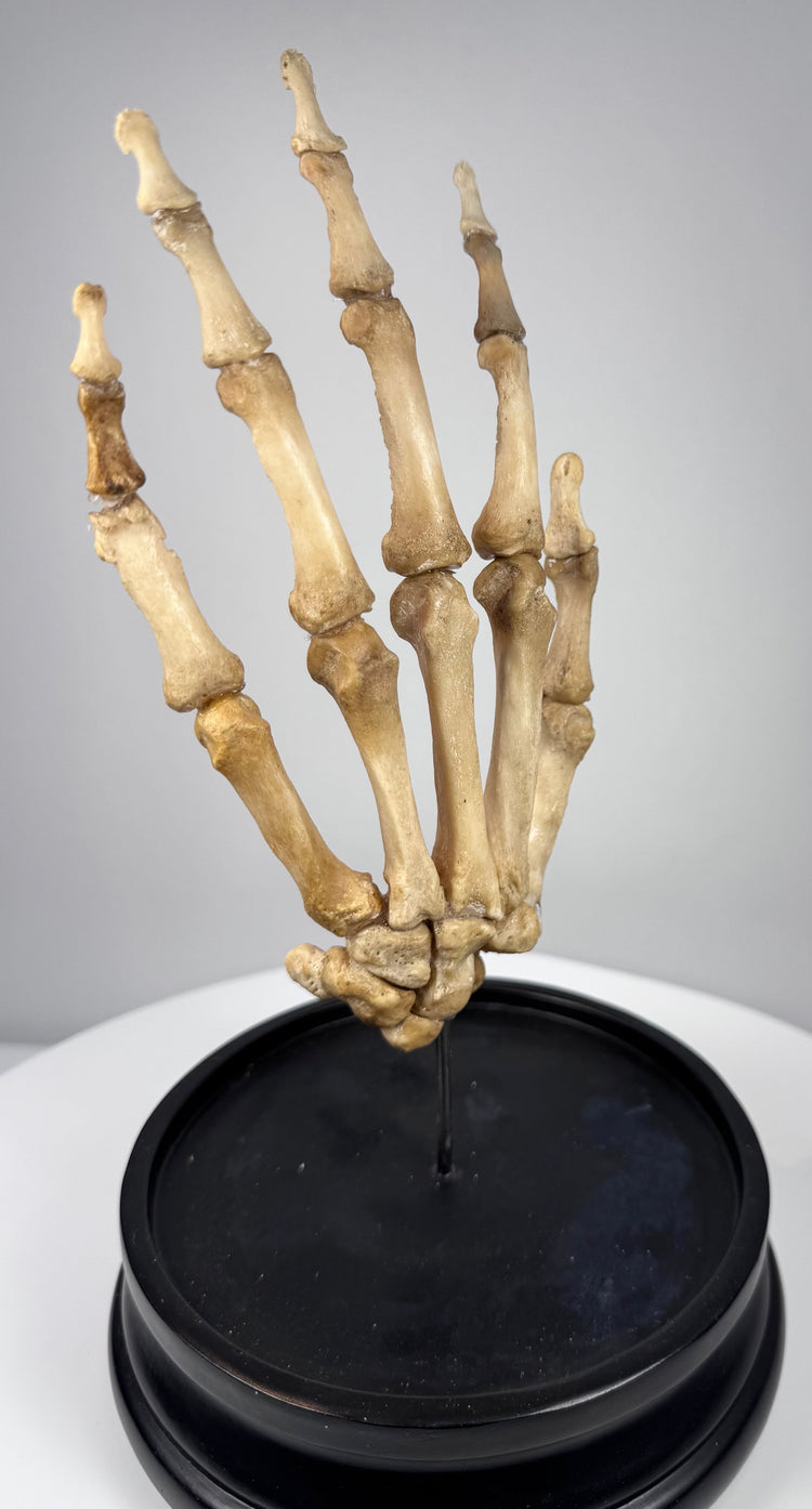 Antique osteological human hand specimen with articulated bones on original-style hardwood display base