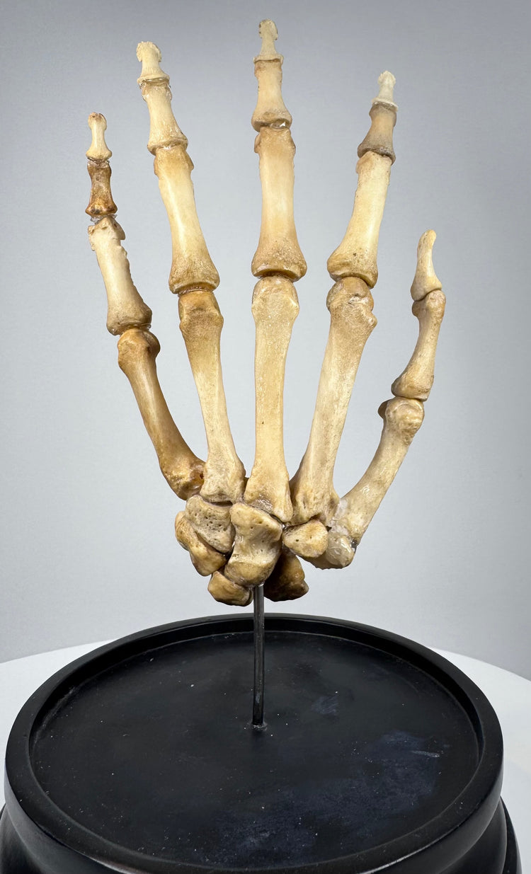 Adam, Rouilly & Co. London articulated human hand skeleton used for medical and anatomical education circa 1900–1930
