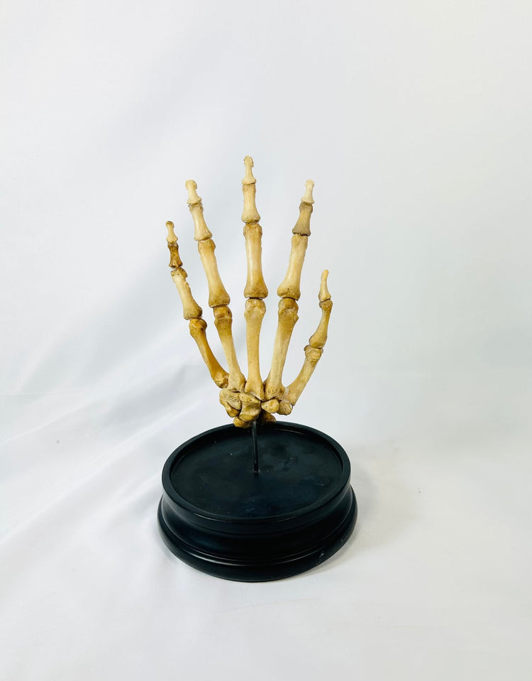 Historic medical teaching model of a human skeletal hand on hardwood base
