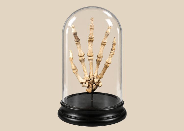 Human hand skeleton under glass dome on hardwood base, antique medical teaching specimen by Adam, Rouilly & Co., London, circa 1900–1930