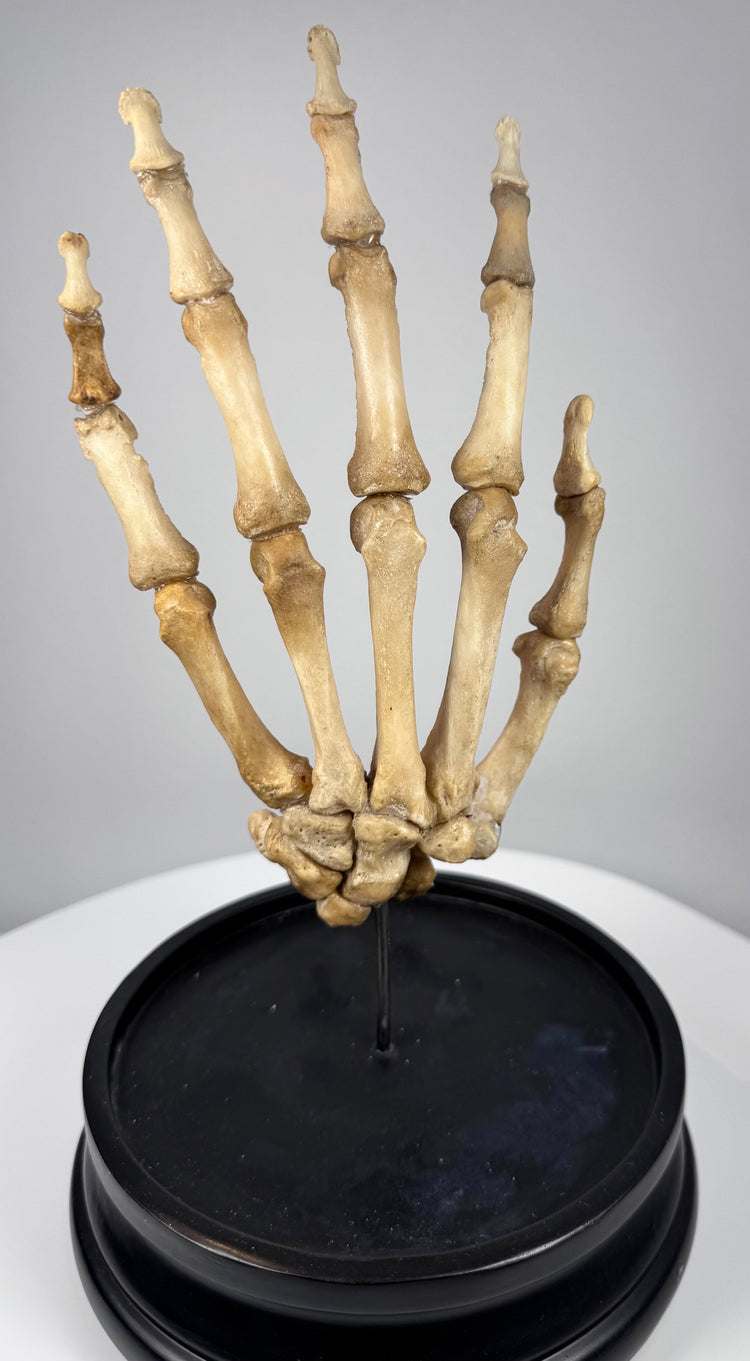 Front view of early 20th century human hand skeleton displaying articulated fingers, palm and wrist anatomy