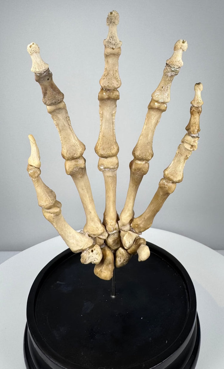 Antique human hand anatomy specimen by Adam, Rouilly & Co. of London with articulated finger and wrist bones