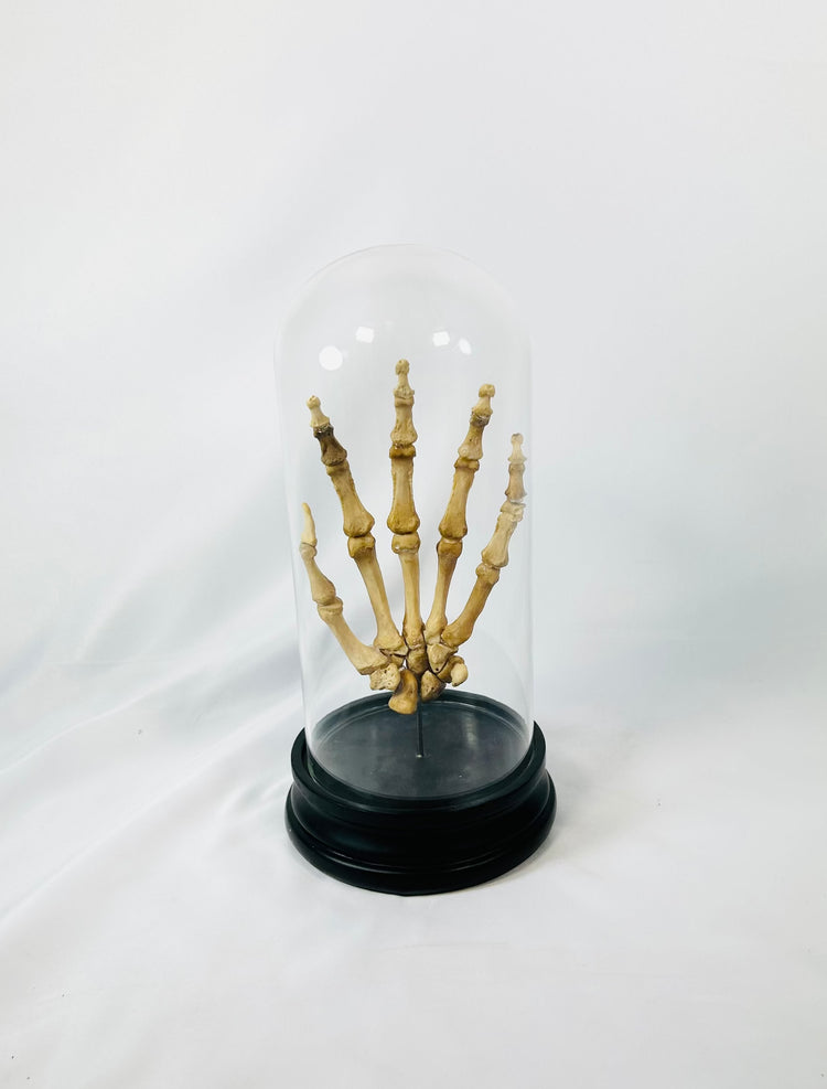 Early 20th-century articulated human skeletal hand displayed under glass dome