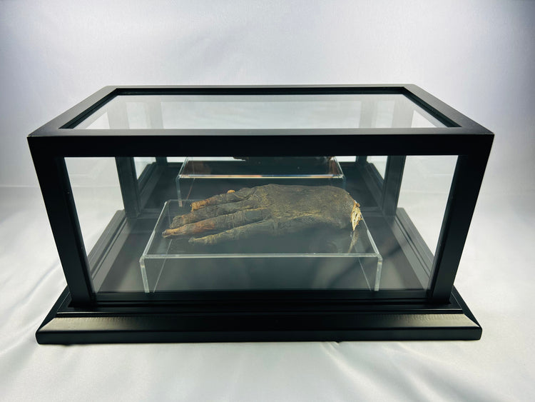 Authentic ancient Egyptian mummified hand (700–200 BCE) displayed on a clear glass stand within a black museum case on a white background — verified artifact from Relic and Rarity.
