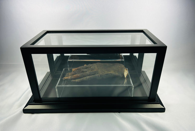 Authentic ancient Egyptian mummified hand (700–200 BCE) displayed on a clear glass stand within a black museum case on a white background — verified artifact from Relic and Rarity.