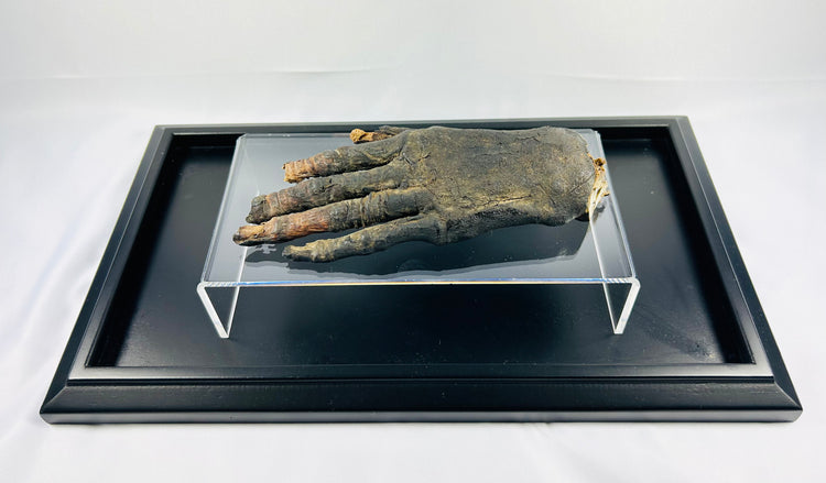 Authentic ancient Egyptian mummified hand (700–200 BCE) displayed on a clear glass stand within a black museum case on a white background — verified artifact from Relic and Rarity.